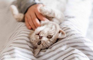 Sognare un gattino