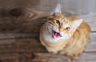 gatto, miagola, notte