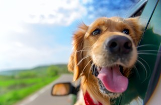 cane, auto, viaggio