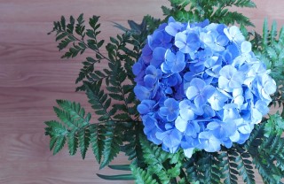 Ortensie