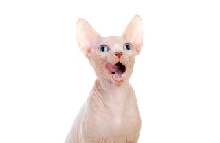 Gatti anallergici