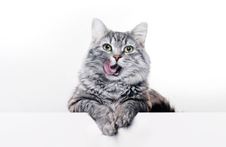 Razze di gatti