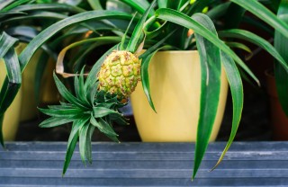 ananas