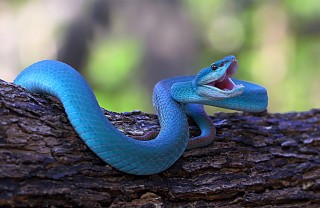 Sognare un serpente che morde