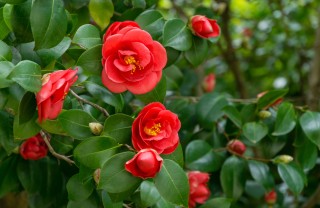 camelia secca, camelia secca cosa fare