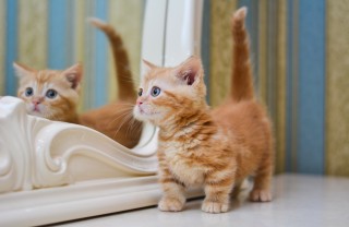 Le razze di gatti che restano piccoli gatti, piccoli, razze