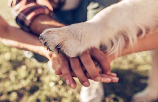 Come pulire le zampe del cane Come pulire le zampe del cane