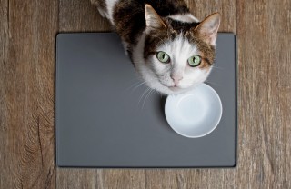 Ciotola dell'acqua del gatto