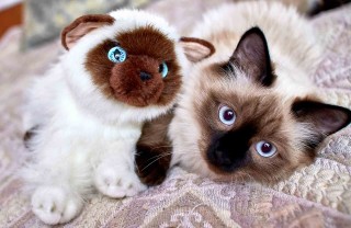 Gatti siamesi Gatti siamesi