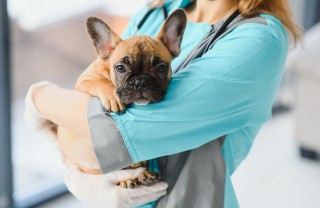 Vermifugo per cani Vermifugo per cani