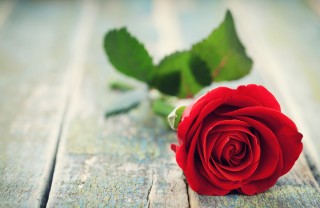 Rose rosse