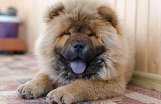 Chow Chow Chow Chow