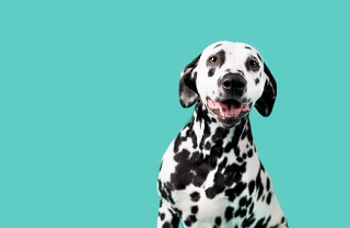 Dalmata 