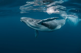 Giornata mondiale balene, le curiosità giornata mondiale balene