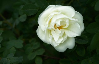Rosa bianca e amore