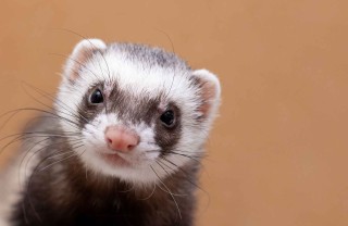 Furetto Furetto
