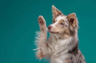 Come insegnare al cane a dare la zampa Come insegnare al cane a dare la zampa