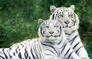 Che significa sognare una tigre bianca che attacca sognare, tigre, bianca