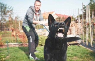 Cani aggressivi Cani aggressivi