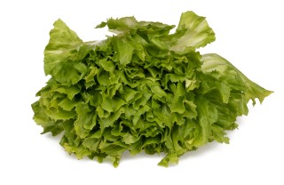 come coltivare scarola, coltivare indivia