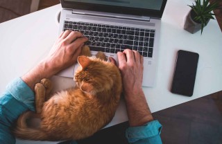 Come dimostrano affetto i gatti