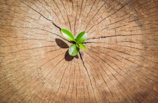 Un germoglio che spunta da un tronco Primavera simbolo di rinascita: cosa fare per ripartire in 7 mosse