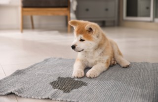 Cane