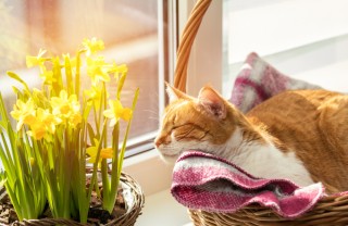 cosa fare domenica pomeriggio primavera, cosa fare domenica pomeriggio, cosa fare primavera