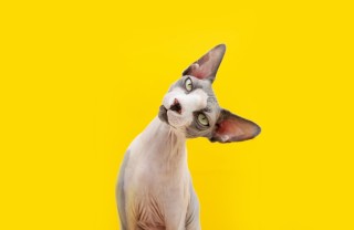 gatti senza pelo, razze, animali