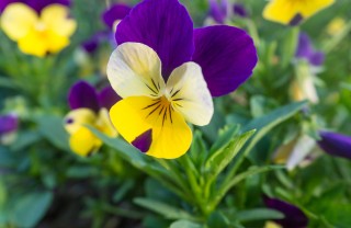 Viole