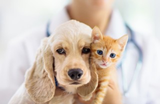 Cuccioli