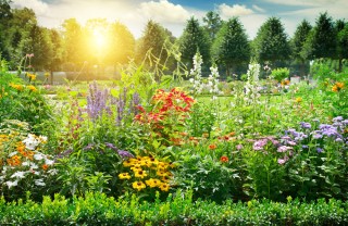 come scegliere fiori giardino, giardino fai da te