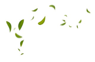 coriandoli ecologici