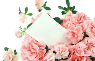 Azalea per la Festa della mamma