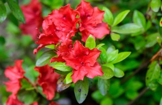 Azalea in giardino