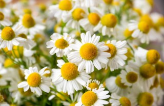 Camomilla