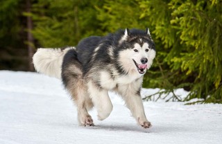 Alaskan Malamute Alaskan Malamute