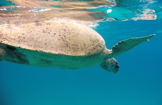 tartarughe curiosità