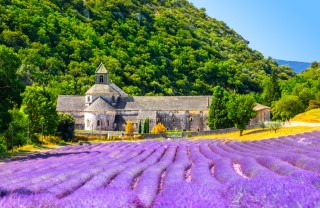 Campi di lavanda