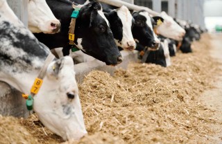 Quanto inquinano gli allevamenti intensivi 