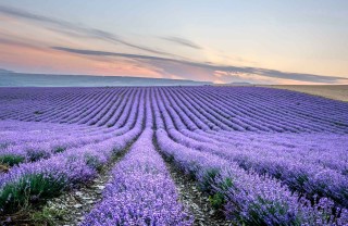 Campi di lavanda in Provenza