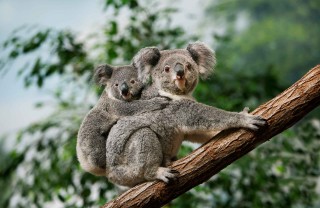 Specie in via di estinzione