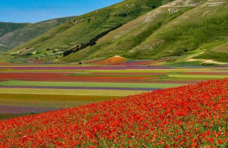 Fioritura di Castelluccio di Norcia