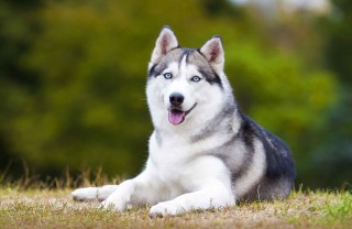 Siberian Husky Siberian Husky