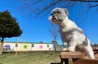 Addestramento dei cani