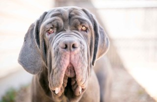Mastino napoletano Mastino napoletano