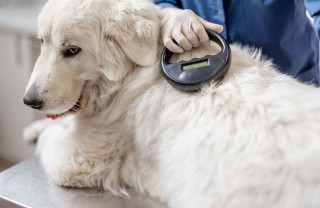 Microchip nei cani