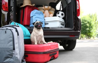 cane in viaggio