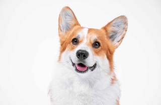 Nomi dei cani della Regina Elisabetta II