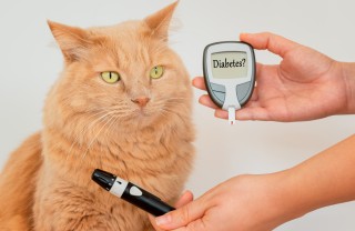 Diabete nei gatti